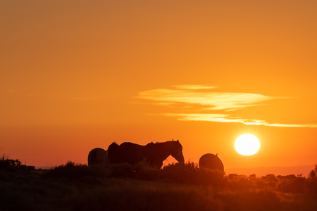 Wild Horses at Sunrise in the High Desertの写真素材