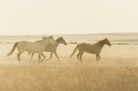 Wild Horses Running in the Utah Desertの写真素材