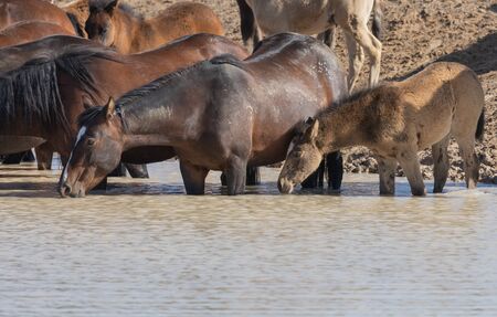 Wild Horses at a Desert Waterhole