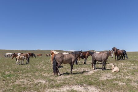 Beautiful Wild Horses in the Utah Desertの写真素材