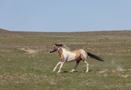 Wild Horse in the Utah Desertの写真素材