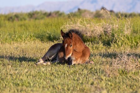 Wild Horse Foal in the Utah Desertの写真素材