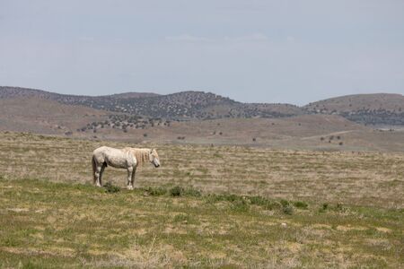 Beautiful Wild Horse Stallionの写真素材