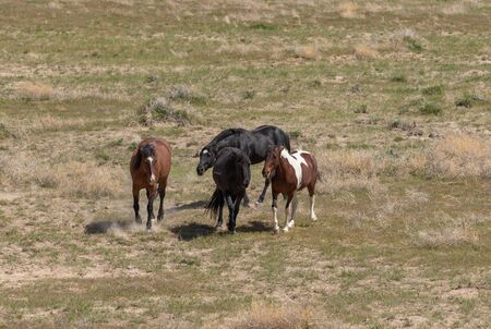 Beautiful Wild Horses in the Utah Desert