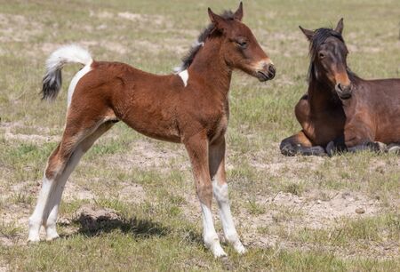 Cute Wild Horse Foalの写真素材
