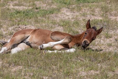 Cute Wild Horse Foalの写真素材