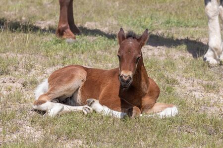 Cute Wild Horse Foalの写真素材