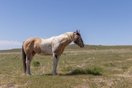 Wild Horse in the Utah Desertの写真素材