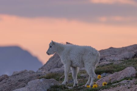 Mountain Goat Kid at Sunsetの写真素材