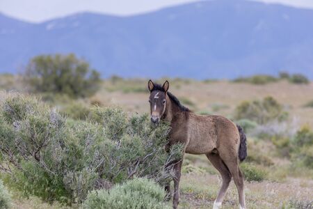 Cute wild Horse Foalの写真素材