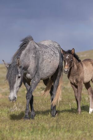 Wild Horse Mare and Foalの写真素材