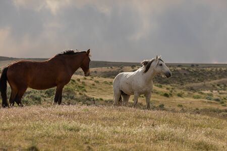 Beautiful Wild Horses in the Utah Desertの写真素材