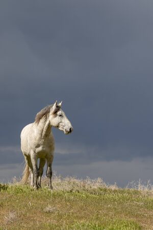 Wild Horse in the Utah Desertの写真素材