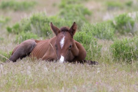 Cute Wild Horse Foalの写真素材