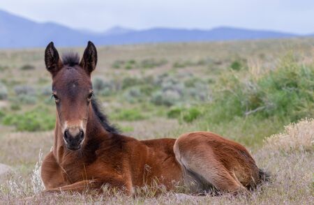 Cute Wild Horse Foalの写真素材