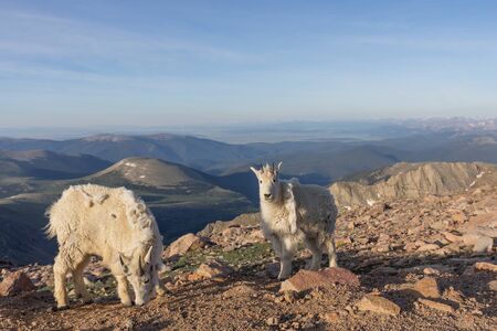 Pair of Mountain Goats in Colorado in Summerの写真素材