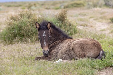 Cute Wild Horse Foal in the Utah Desertの写真素材