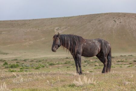 Wild Horse in the Utah Desert