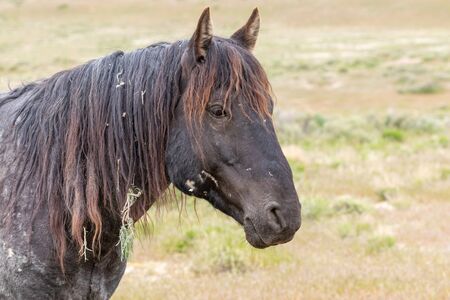 Wild Horse in the Utah Desertの写真素材
