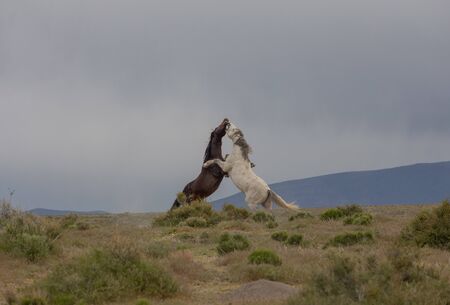 Wild Horse Stallions Sparring in the Utah Desertの写真素材