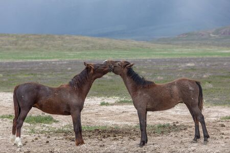 Wild Horses in the Utah Desert