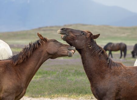 Wild Horses in the Utah Desertの写真素材