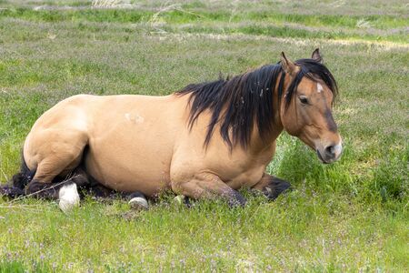 Wild Horse Bedded