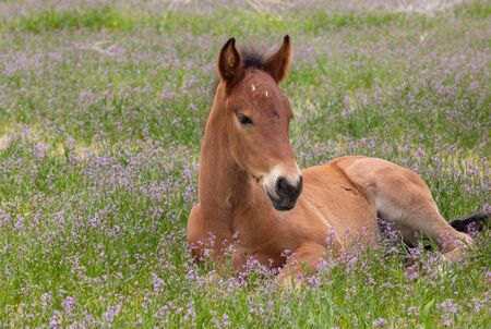 Wild Horse Foal in Spring in Utahの写真素材