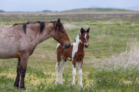Wild horse Mare and Foal in springの写真素材