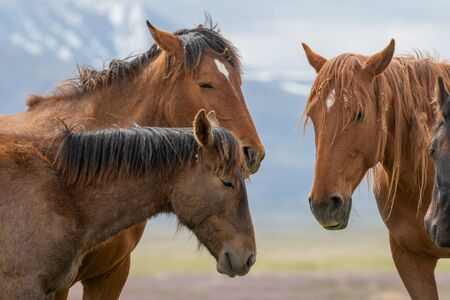 Wild Horses in the Utah Desert in Springの写真素材