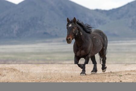 Wild horse in the Utah Desertの写真素材
