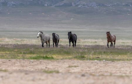 Wild Horses in the Utah Desert