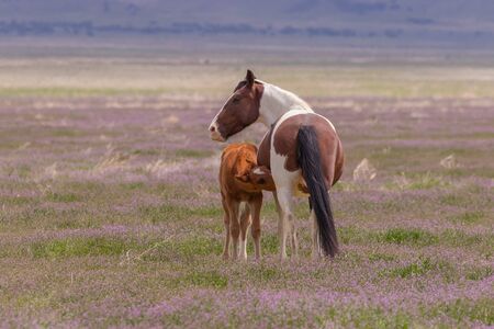 Wild Horse Mare and Foalの写真素材