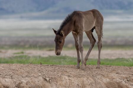 Cute Wild Horse Foal in Utahの写真素材