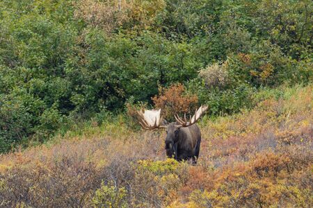 Alaska Yukon Bull Moose in Autumnの写真素材