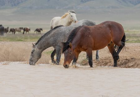 Wild Horses at a Desert Waterholeの写真素材