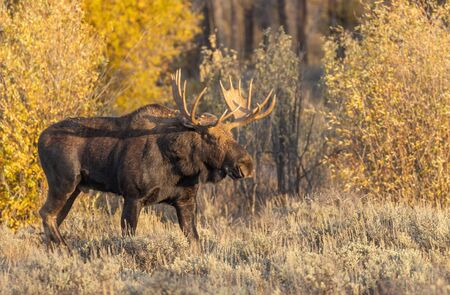 Bull Moose in Autumn in Wyomingの写真素材