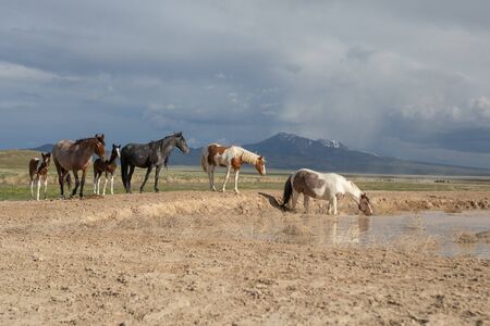 Wild Horses at a Utah desert Waterholeの写真素材