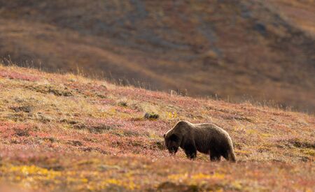 Grizzly Bear in Autumn in Alaskaの写真素材