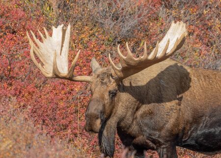 Alaska Yukon Bull Moose in Autumnの写真素材
