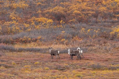 Barren Ground Caribou in Autumn in Alaskaの写真素材