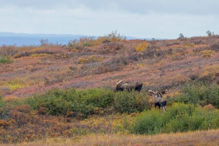 Alaska Yukon Bull Moose in Autumn in Alaskaの写真素材
