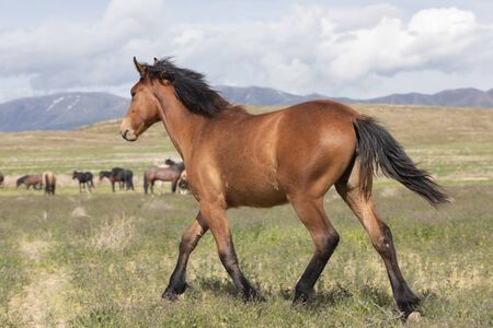 Wild Horse in the Utah Desert