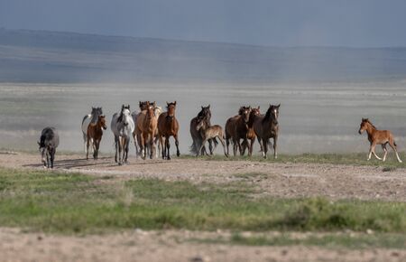 Wild Horses in the Utah Desertの写真素材