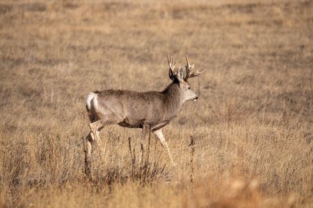 Mule Deer Buck in the Fall rutの写真素材