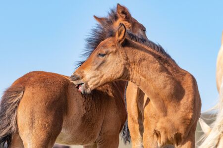 Cute Wild Horse Foals in Utahの写真素材