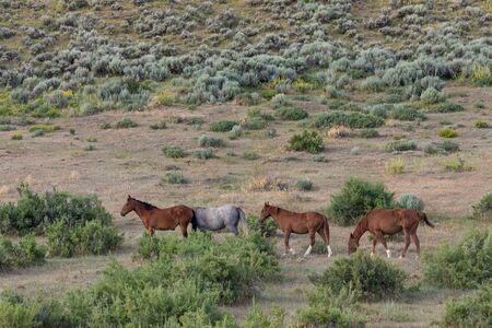 Herd of Wild Horses in Colorado
