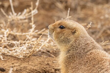 Cute Prairie Dog