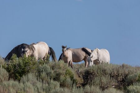 Wild Horses in Sand wash basin Colorado in Summerの写真素材