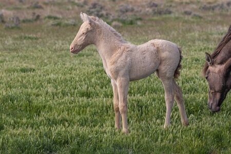 Wild Horse Foal in Springの写真素材